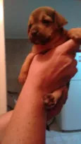 TIGRESA