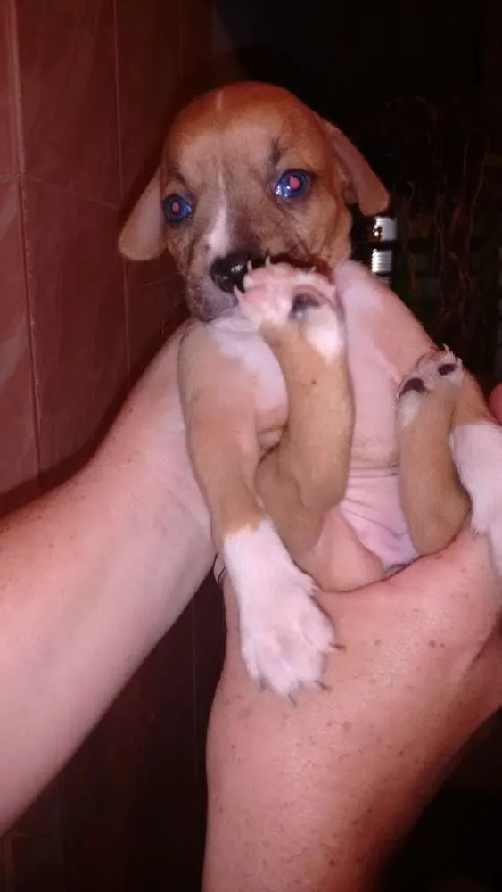 Cachorro ra a Cocker/ fox paulisitinha idade 2 a 6 meses nome NATACHA