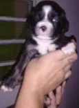 Pretinha