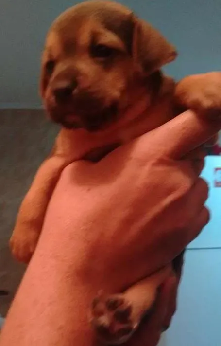 Cachorro ra a Cocker/ FOX PAULISTINHA idade 2 a 6 meses nome TIGRESA