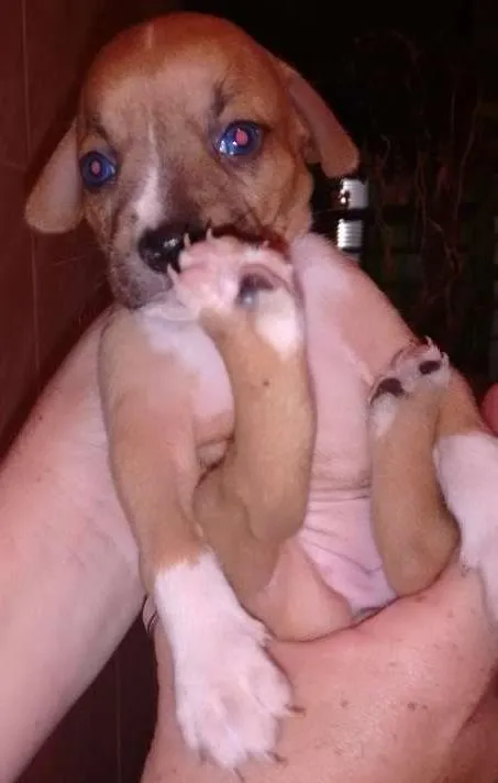 Cachorro ra a Cocker/ fox paulisitinha idade 2 a 6 meses nome NATACHA