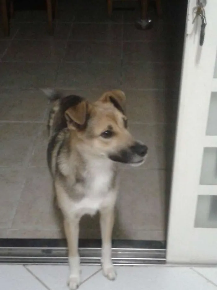 Cachorro ra a mestiça idade 1 ano nome hannah