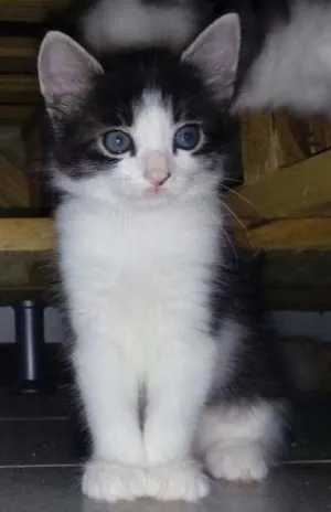 Gato raça  idade Abaixo de 2 meses nome Lyra, Tony