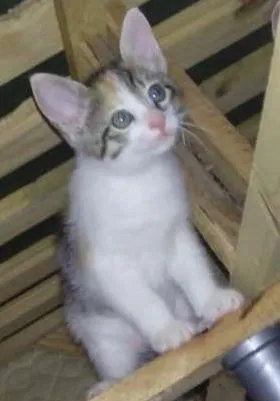 Gato raça  idade Abaixo de 2 meses nome Lyra, Tony