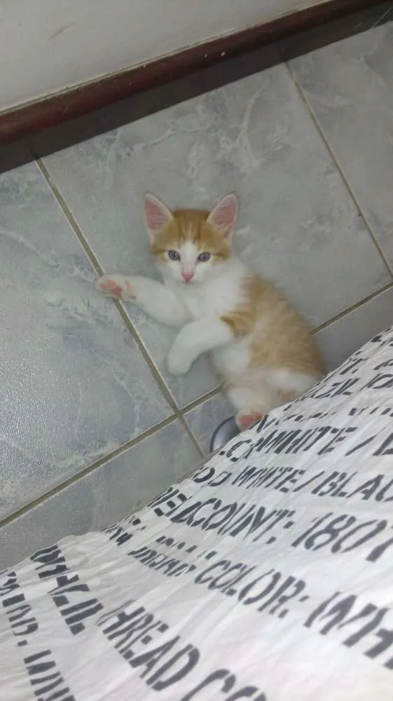 Gato raça  idade Abaixo de 2 meses nome Lyra, Tony