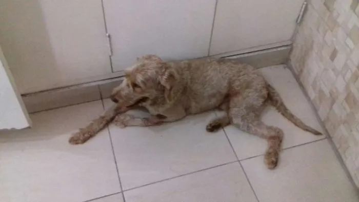 Cachorro ra a  idade 2 anos nome Cesar