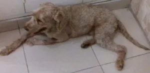 Cachorro raça  idade 2 anos nome Cesar