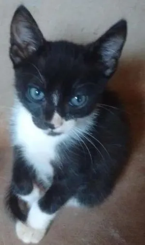 Gato raça - idade Abaixo de 2 meses nome Frajola