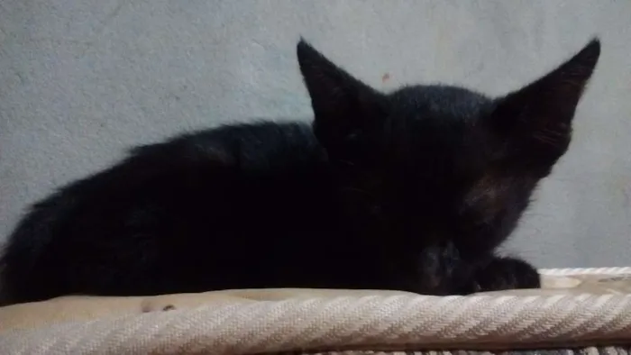 Gato ra a - idade Abaixo de 2 meses nome Pretinho