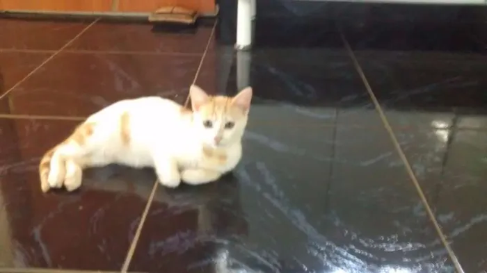 Gato ra a  idade 2 a 6 meses nome Mimi e Mel