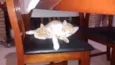Mimi e Mel