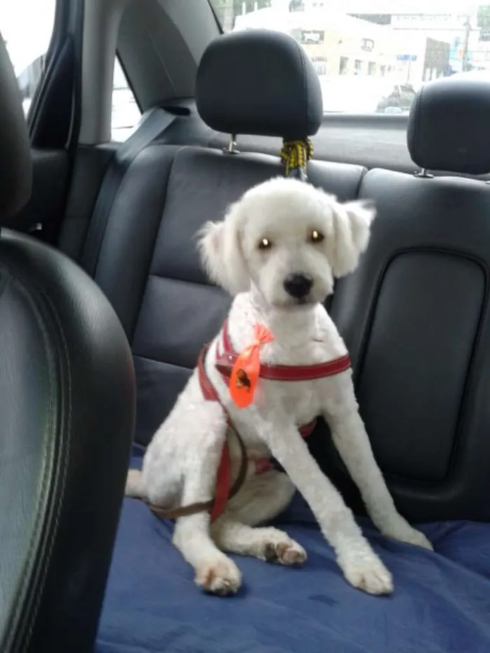 Cachorro ra a Poodle idade 2 anos nome Cometa