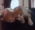 Mimi e Mel