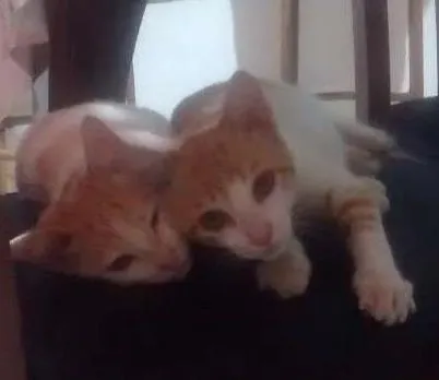 Gato ra a  idade 2 a 6 meses nome Mimi e Mel