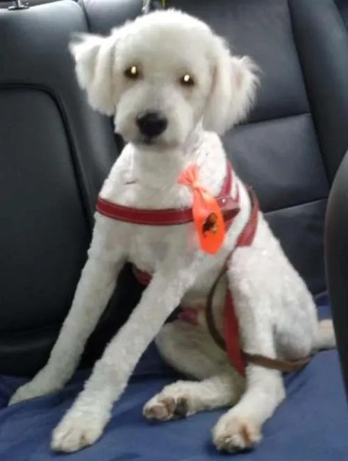 Cachorro ra a Poodle idade 2 anos nome Cometa
