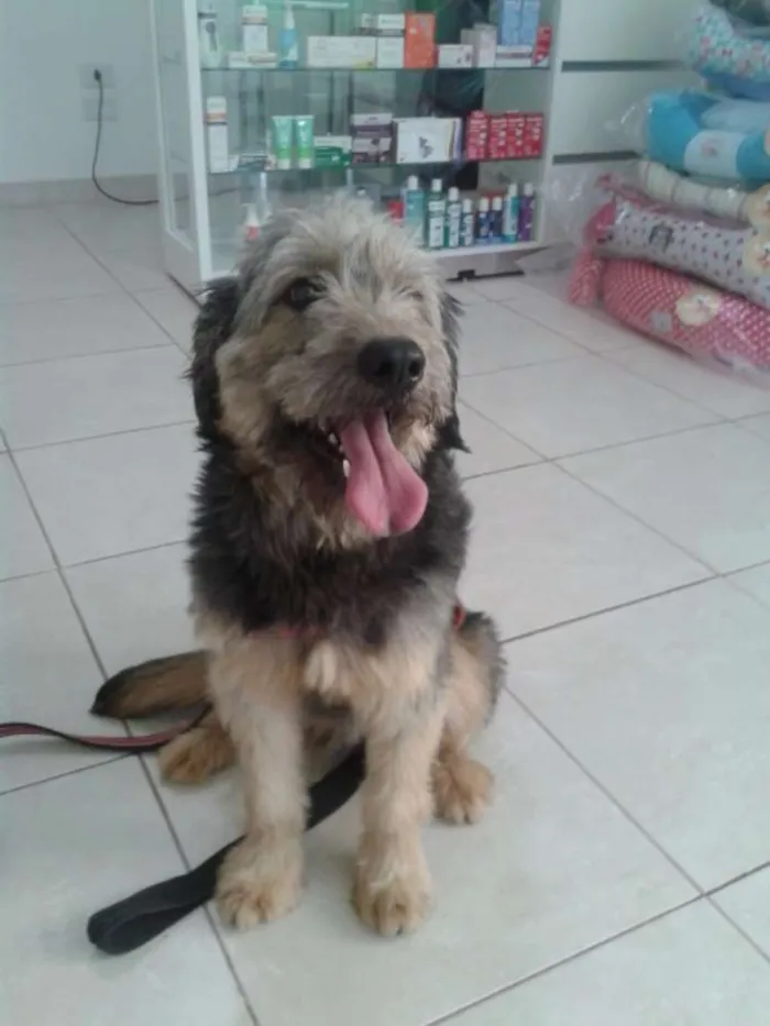 Cachorro ra a SRD idade 2 anos nome Michael