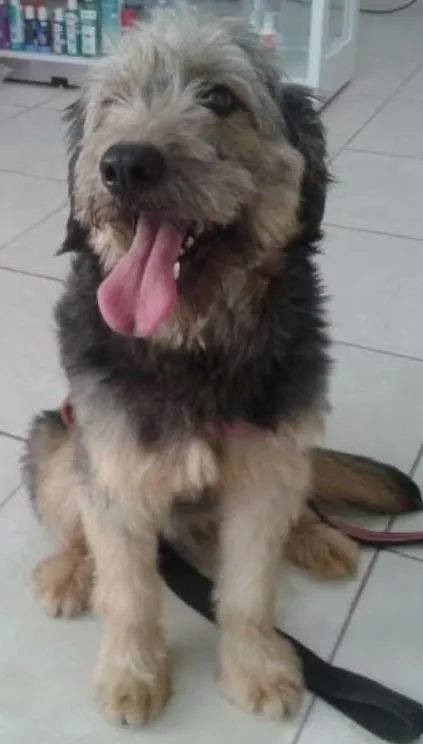 Cachorro ra a SRD idade 2 anos nome Michael