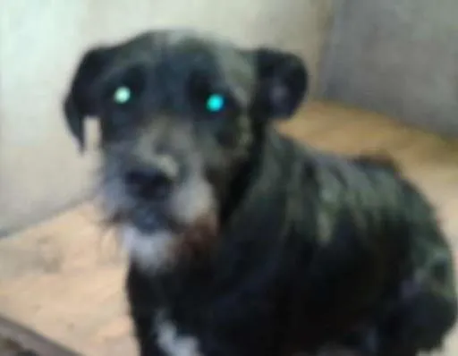 Cachorro ra a SRD idade 2 anos nome Lobinho