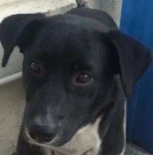 Cachorro raça SRD idade 3 anos nome Junior