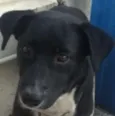 Junior