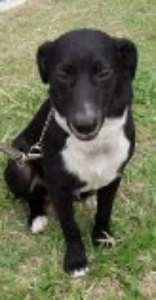 Cachorro ra a SRD idade 3 anos nome Junior