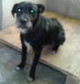 Lobinho