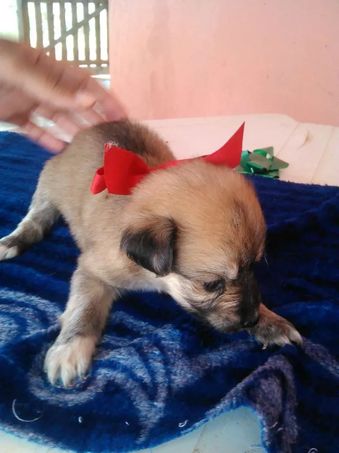 Cachorro raça mistur idade Abaixo de 2 meses nome nao tem nome