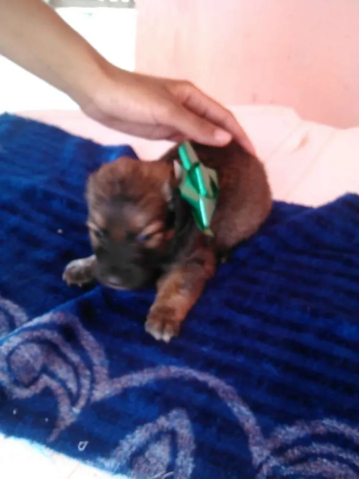 Cachorro raça mistur idade Abaixo de 2 meses nome nao tem nome