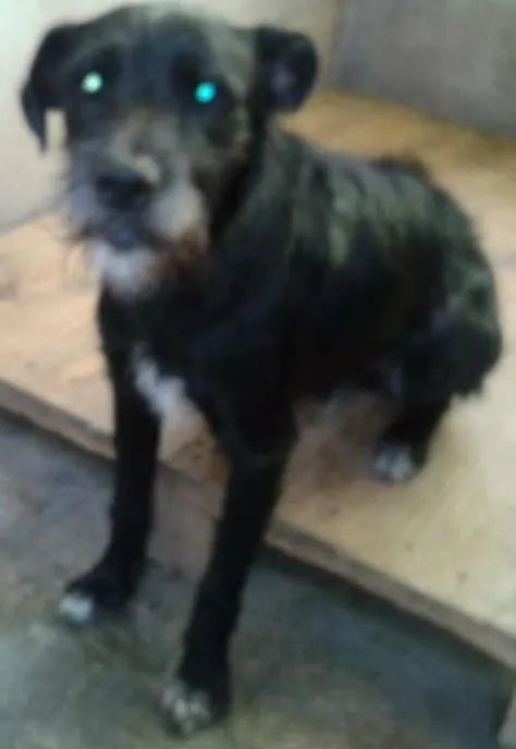 Cachorro ra a SRD idade 2 anos nome Lobinho