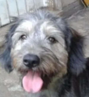 Cachorro raça SRD idade 2 anos nome Michael