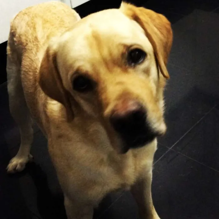 Cachorro ra a Labrador idade 3 anos nome SIMBA