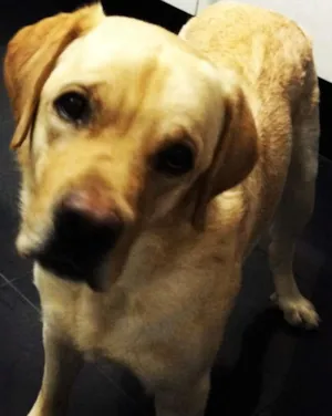 Cachorro raça Labrador idade 3 anos nome SIMBA