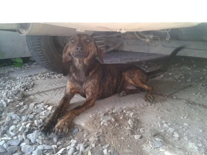 Cachorro ra a Viralata idade 2 a 6 meses nome Rutinha