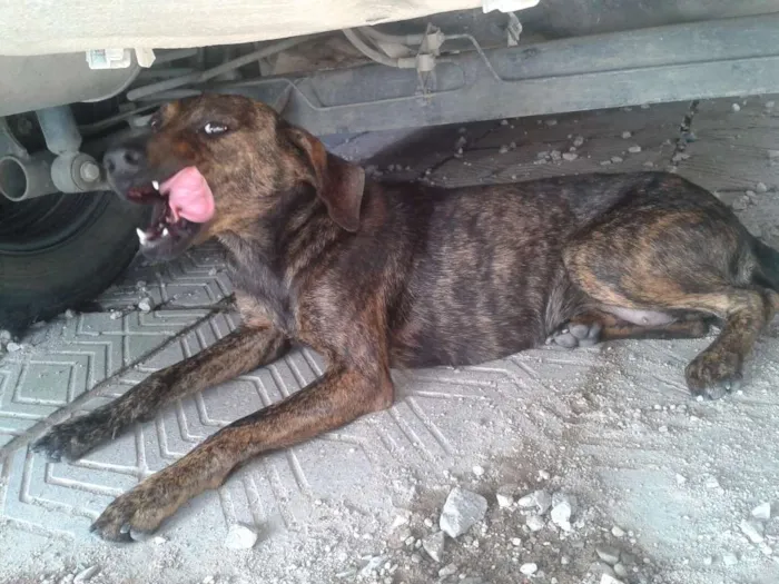 Cachorro ra a Viralata idade 2 a 6 meses nome Rutinha