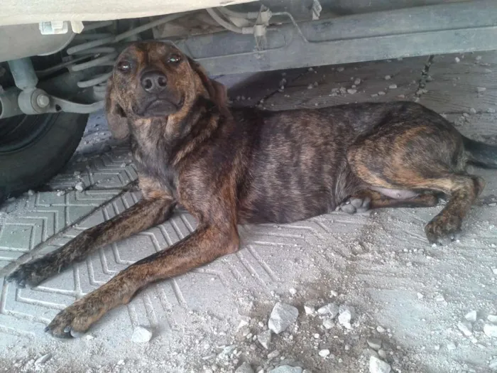 Cachorro ra a Viralata idade 2 a 6 meses nome Rutinha