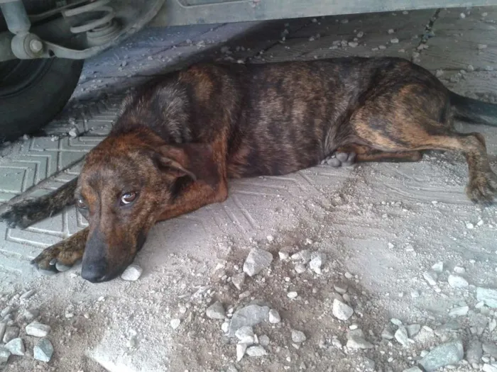 Cachorro ra a Viralata idade 2 a 6 meses nome Rutinha