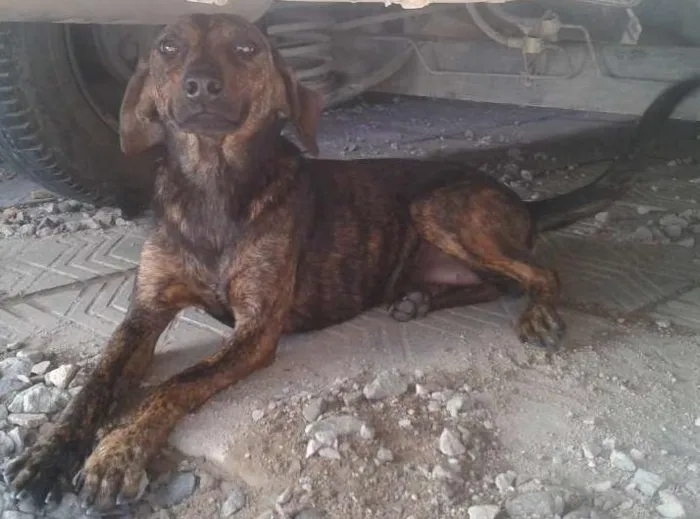 Cachorro ra a Viralata idade 2 a 6 meses nome Rutinha