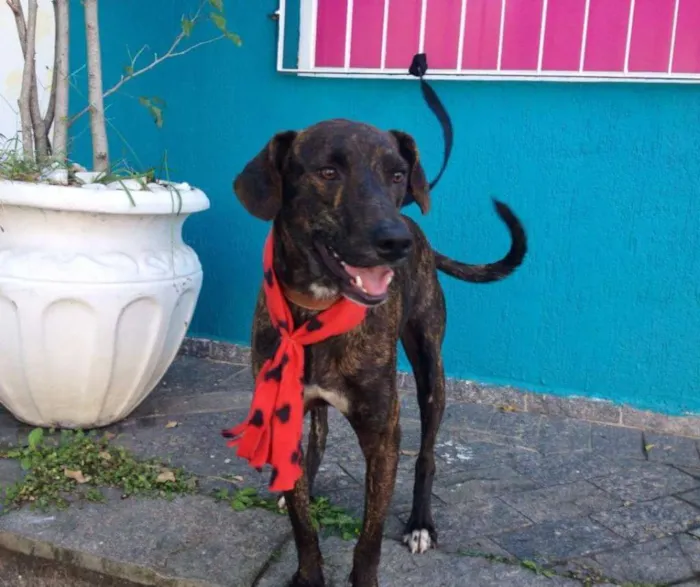 Cachorro ra a SRD idade 2 anos nome Zig