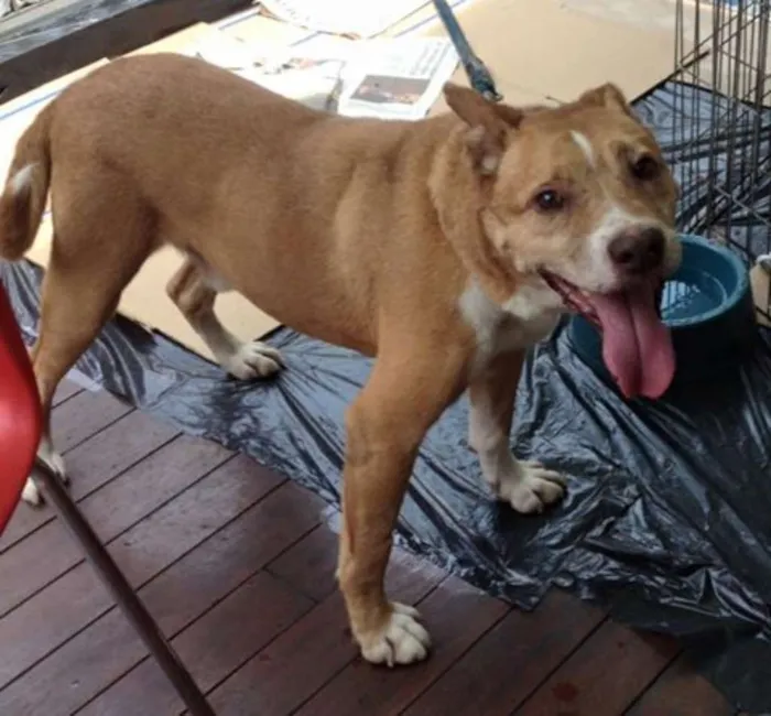 Cachorro ra a SRD idade 6 ou mais anos nome Diego
