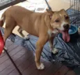Diego