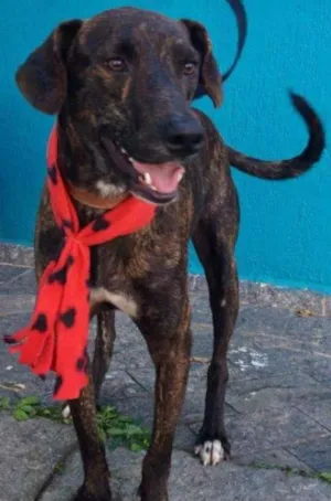 Cachorro raça SRD idade 2 anos nome Zig