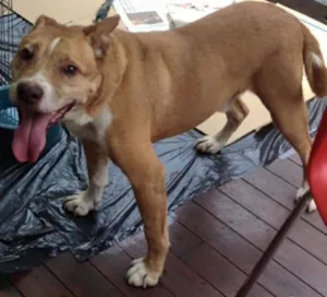 Cachorro raça SRD idade 6 ou mais anos nome Diego