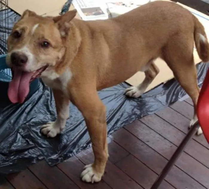 Cachorro ra a SRD idade 6 ou mais anos nome Diego
