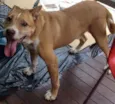 Diego