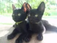 Gatinhos