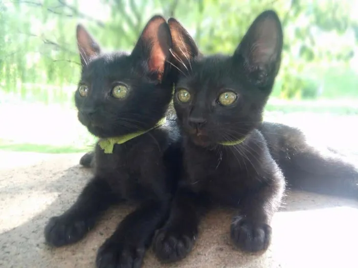 Gato ra a Bombaim idade 2 a 6 meses nome Gatinhos