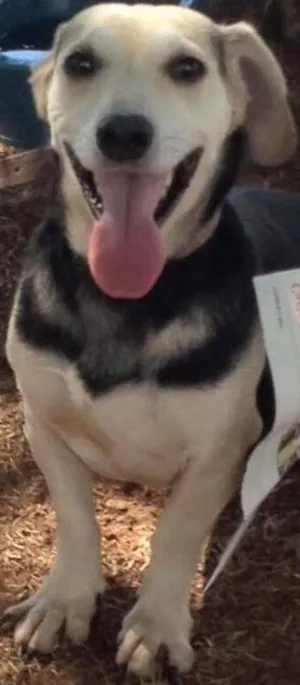 Cachorro raça SRD idade 5 anos nome Edu