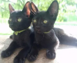 Gato raça Bombaim idade 2 a 6 meses nome Gatinhos