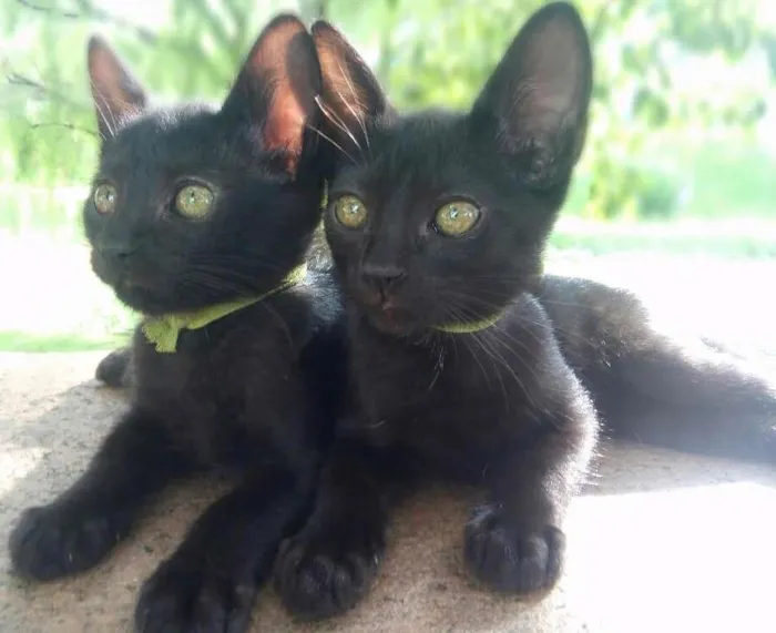 Gato ra a Bombaim idade 2 a 6 meses nome Gatinhos