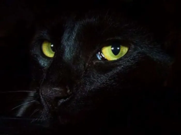 Gato ra a srd idade 7 a 11 meses nome Samuel